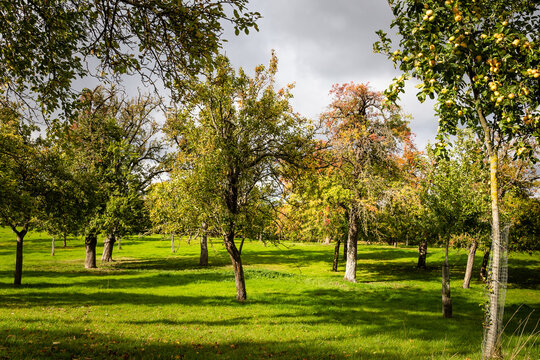 old cider apple orchard in autumn with green grass and hazy sunshine