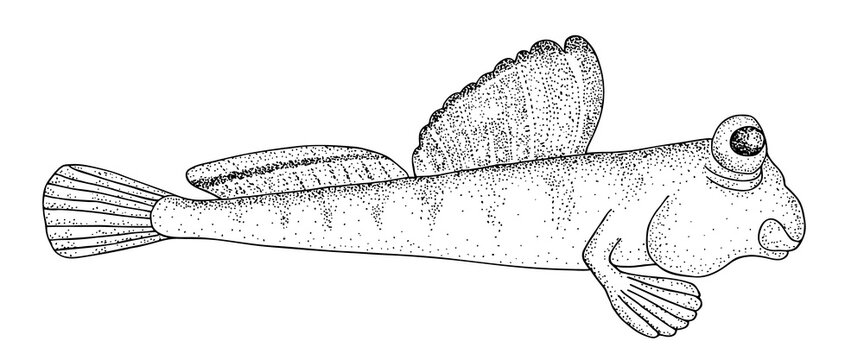 Mudskipper (Periophthalmus). . Hand drawn realistic black line illustration.