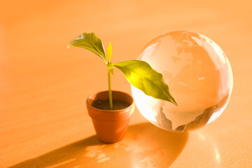 植木鉢の新芽と地球儀