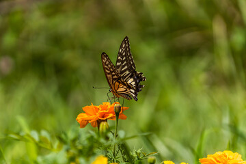 swallowtail butterfly perched in marigold