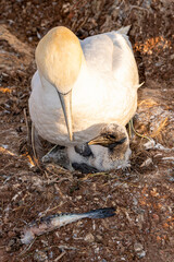Closeup of Gannets on their breeding places at Helgoland, Germany. 