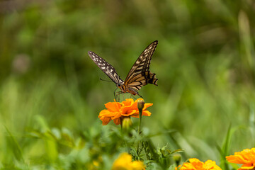 swallowtail butterfly perched in marigold