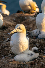 Closeup of Gannets on their breeding places at Helgoland, Germany. 