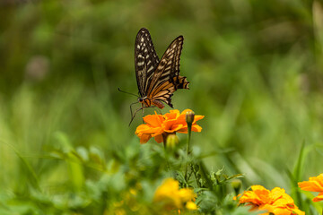 swallowtail butterfly perched in marigold