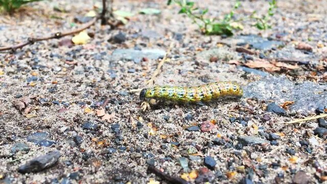 Buff-tip Phalera bucephala larva crawling on the ground