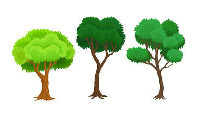 Green Tree as Perennial Plant with Trunk, Branches and Leaves Vector Illustration Set