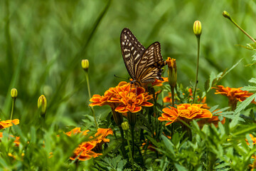 swallowtail butterfly perched in marigold