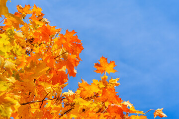 Maple tree with autumn Golden leaves.