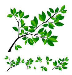 Summer tree branch with fresh green leaves. Vector illustration © Мария Неноглядова
