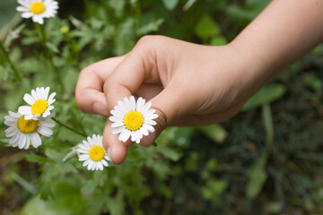 子供の手と野花