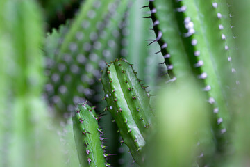 Cactus is a plant that lives in arid land such as desert
