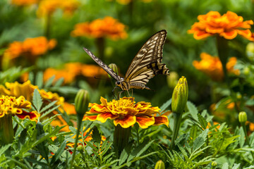 swallowtail butterfly perched in marigold