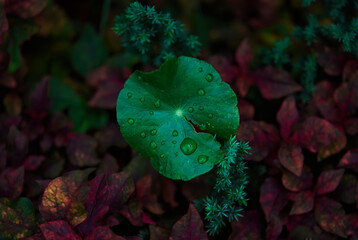 Fototapeta premium Close-up view water drops on the green leaf of Indian pennywort