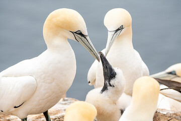 Closeup of Gannets on their breeding places at Helgoland, Germany. 