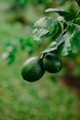 Green limes on the branch growing in the gardens