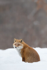 キタキツネ 冬 雪の中 北海道