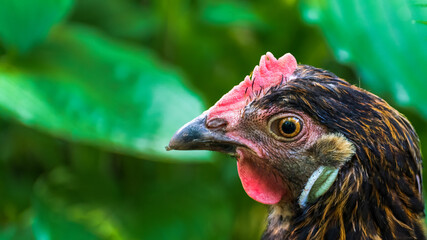 Head closeup of female chicken (Gallus gallus domesticus)