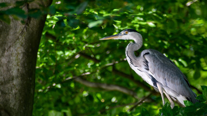 Fototapeta premium Grey heron (Ardea cinerea) sitting on tree branch
