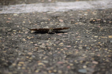butterfly on the ground