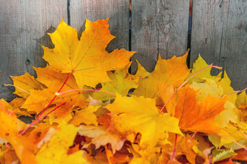 Autumn maple leaves lying near a wooden fence.