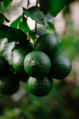Green limes on the branch growing in the gardens