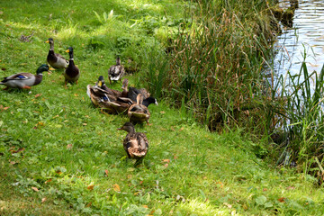 ducks on the lake