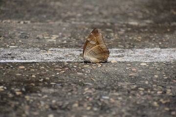 butterfly on the ground