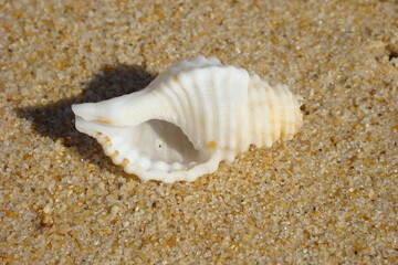 Corrugated Triton Snail (Monoplex corrugatus)