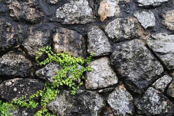 Closeup of vintage stone wall with green climbing plant in rainy day. 
