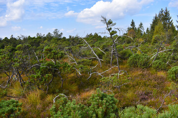 Georgenfelder Hochmoor