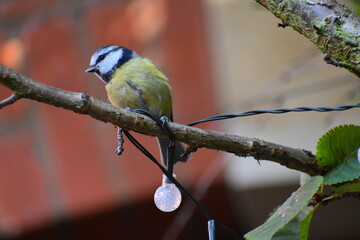 Blue tit has greenish back navy wings cap yellow underparts The mostly white head is demarcated by...