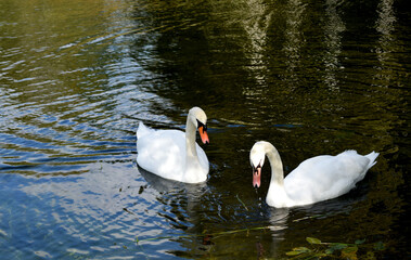 swan on the lake