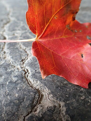 une feuille d'érable sur le bitume en automne