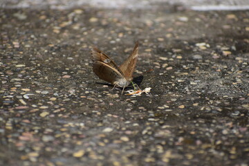 butterfly on the ground sucking water