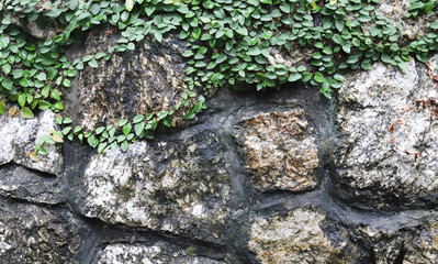Closeup of wet vintage stone wall with climbing plant in rainy day. 