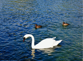 swans on the lake