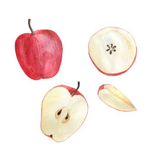 Set of fresh red apple and apple slices on white background. Hand drawn watercolor illustration.