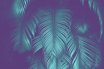 Neon tropical background. Green and purple palm tree leaf background. 