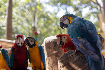 A Big bird macaw, one of the parrot species (Psittacidae), which colorful and beautiful