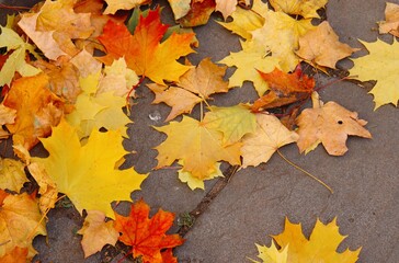 Fallen yellow and red foliage from maple