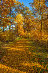 Autumn forest with yellow trees. Falling leaves natural background.  Autumn foliage in the park.