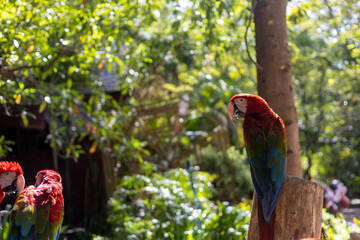 A Big bird macaw, one of the parrot species (Psittacidae), which colorful and beautiful