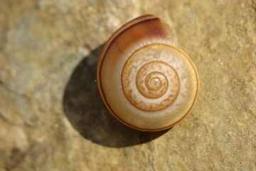 White Garden Snail (Theba pisana subsp. pisana)