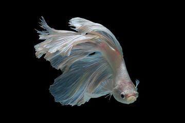 Thailand Fancy Betta fish pure white colour isolated on black background