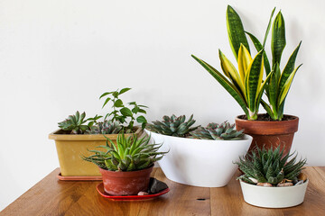 A variety of succulents and home plants on a wooden table. Concept of home plants, care of home succulents. Copy space.