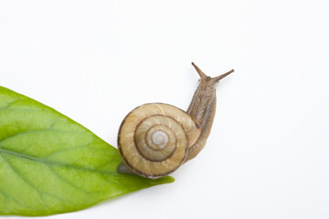 カタツムリ