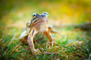 Grasfrosch
