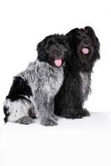 Two Schapendoes or Dutch Sheepdogs isolated on a white background