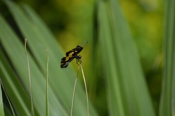 dragonfly on a leaf