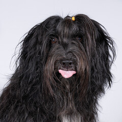 Naklejka na ściany i meble Schapendoes or Dutch Sheepdog sticking out her tongue isolated on a white background